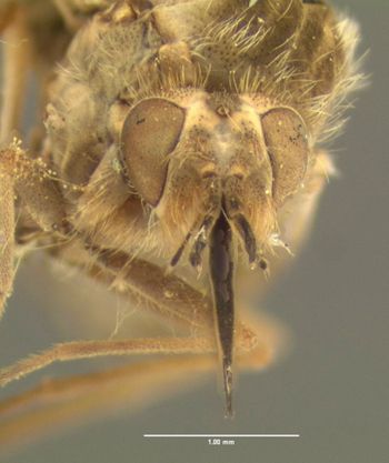 Media type: image;   Entomology 12708 Aspect: head frontal view
